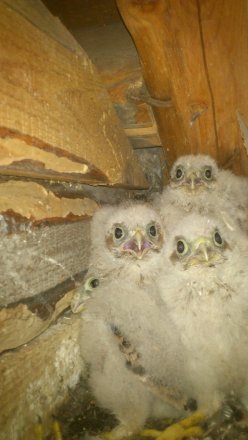 H&auml;r ligger tornfalksungarna, v&auml;lbeh&aring;llna!